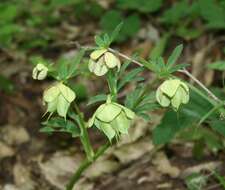 Image of Hellebore