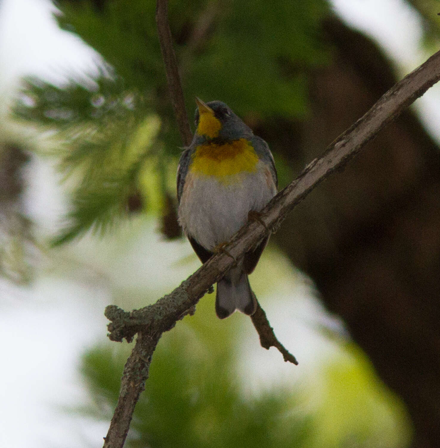 Image de Paruline à collier