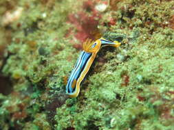 Image of Chromodoris annae Bergh 1877