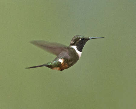 Image of Purple-throated Woodstar