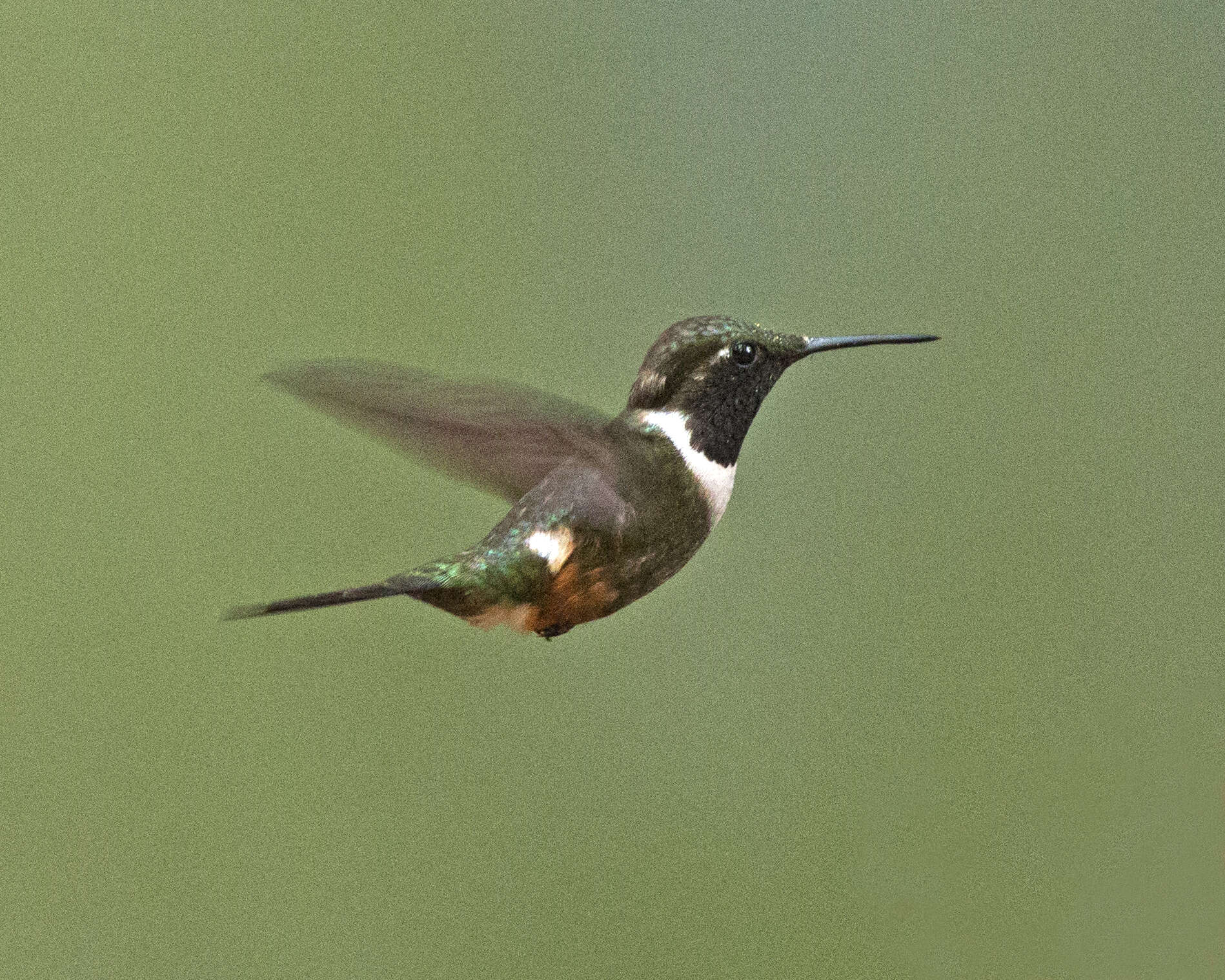 Image of Purple-throated Woodstar