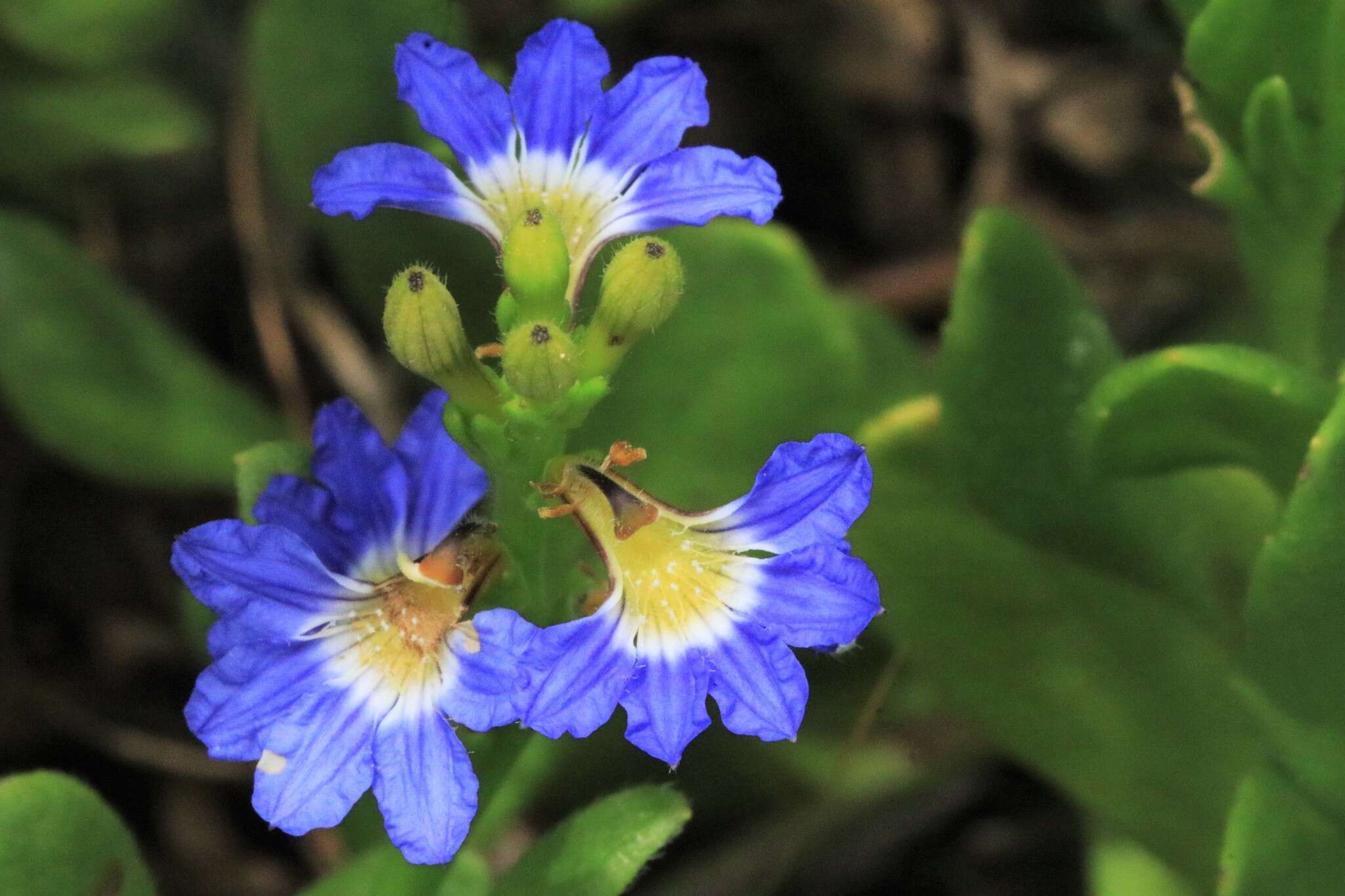 Imagem de Scaevola calendulacea (Kenn.) Druce