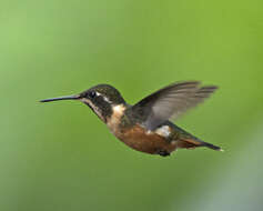 Image of Purple-throated Woodstar