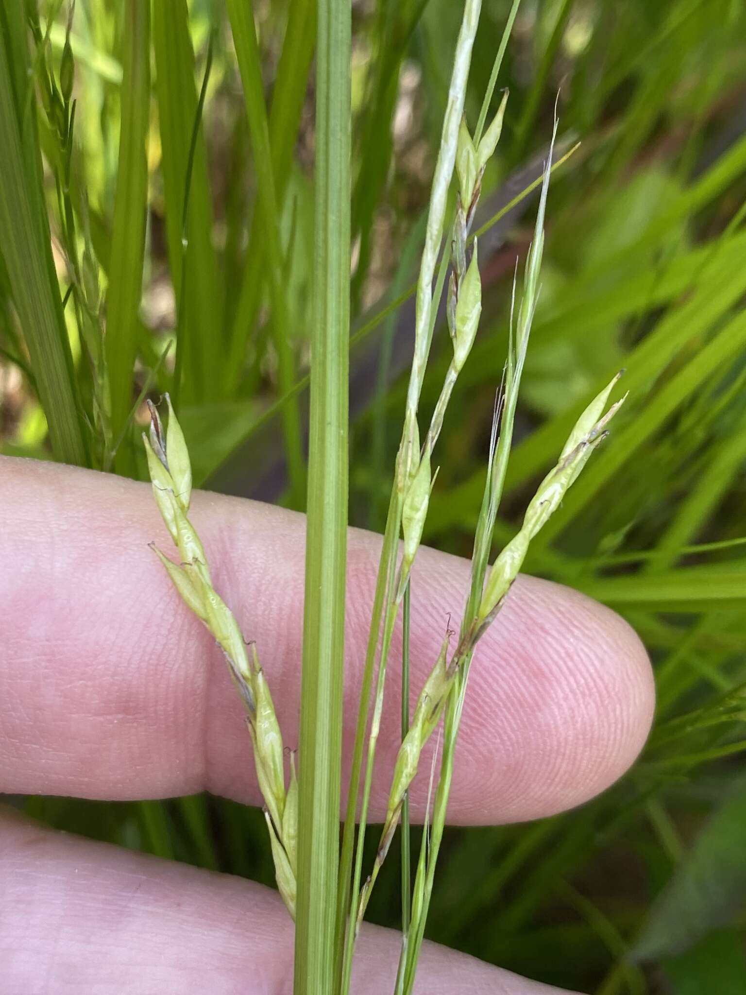 Image of White-Edge Sedge