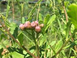 Image of Pluchea pteropoda Hemsl.