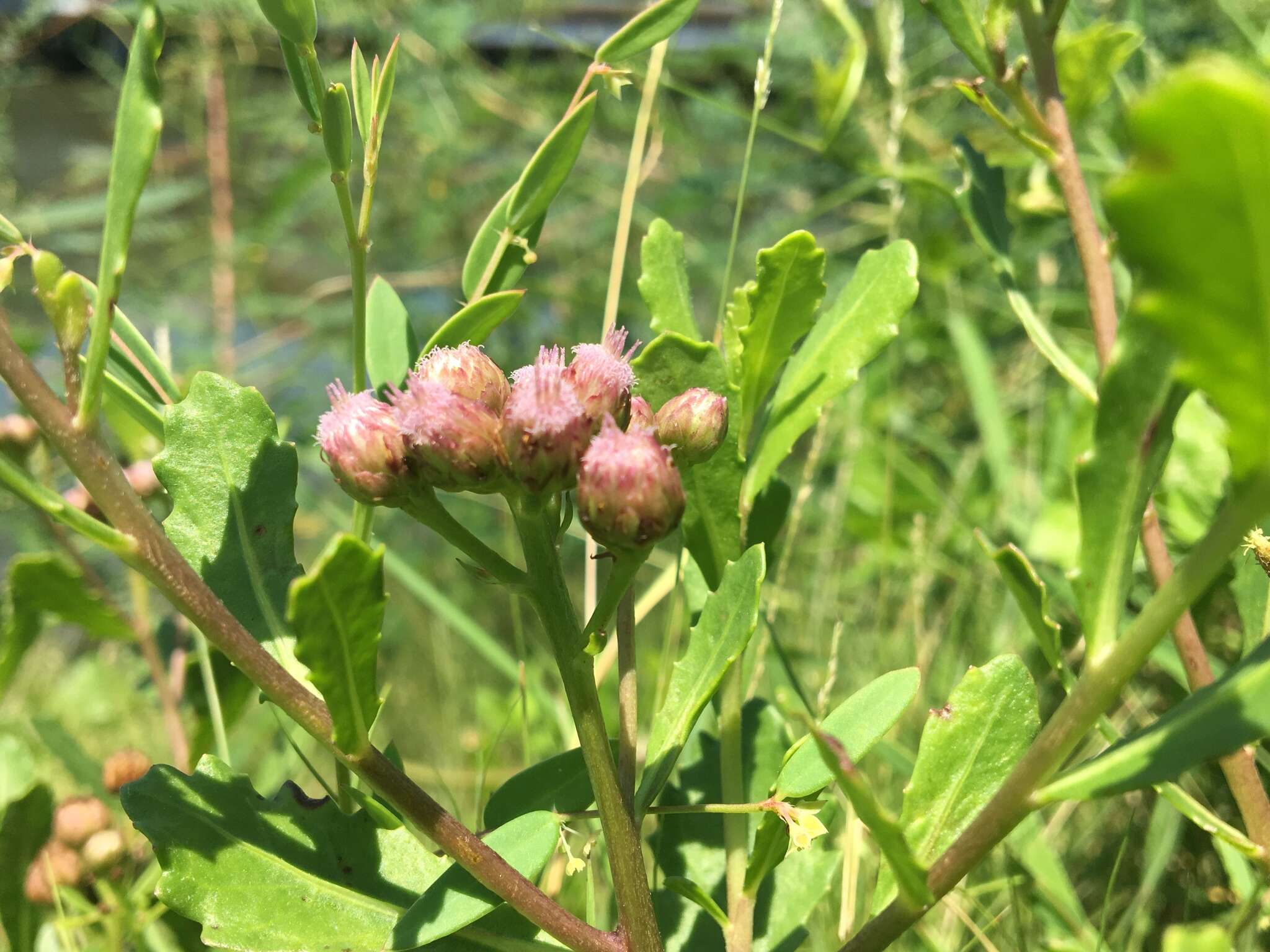 Image of Pluchea pteropoda Hemsl.