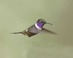 Image of Purple-throated Woodstar