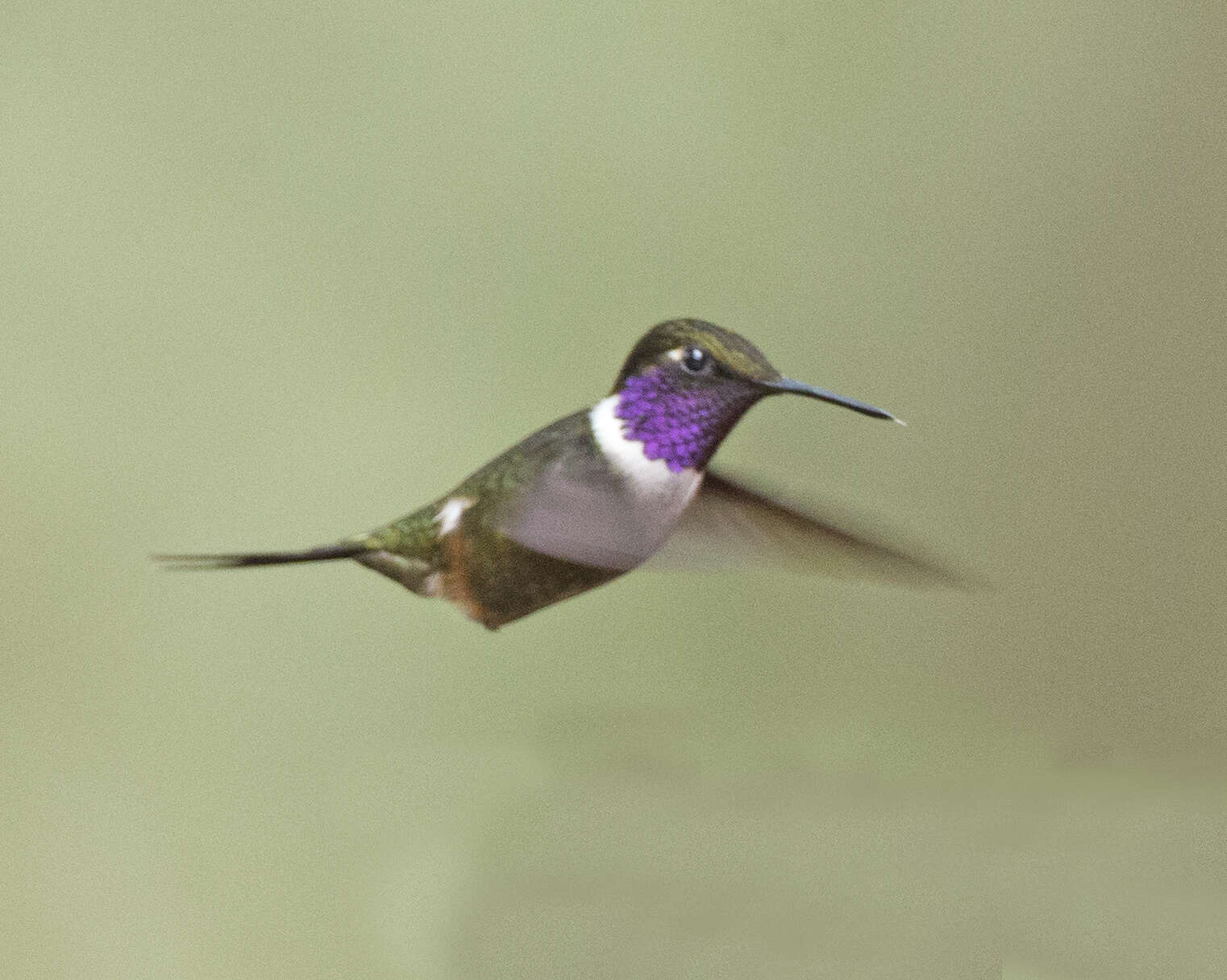 Image of Purple-throated Woodstar