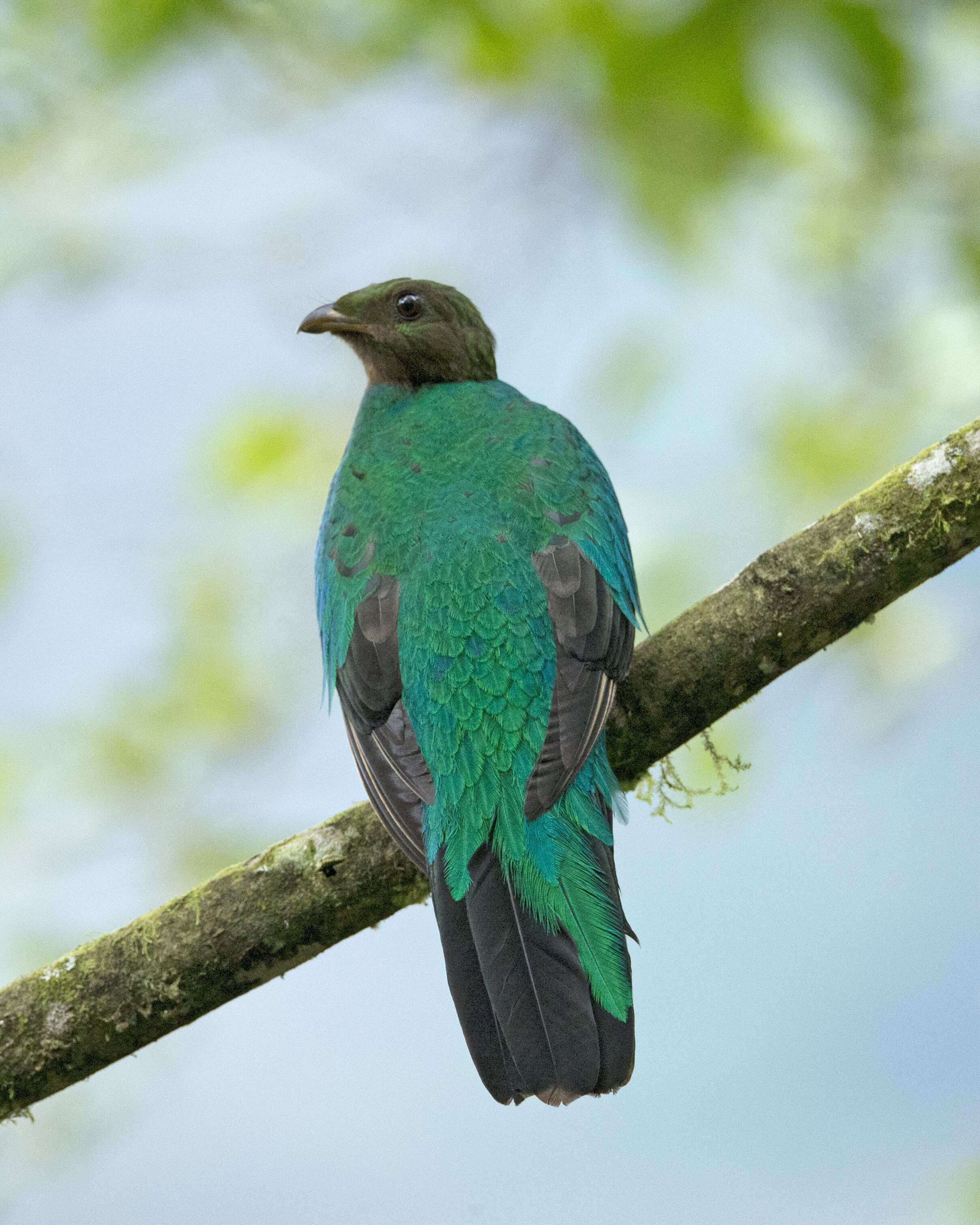 Image de Quetzal doré