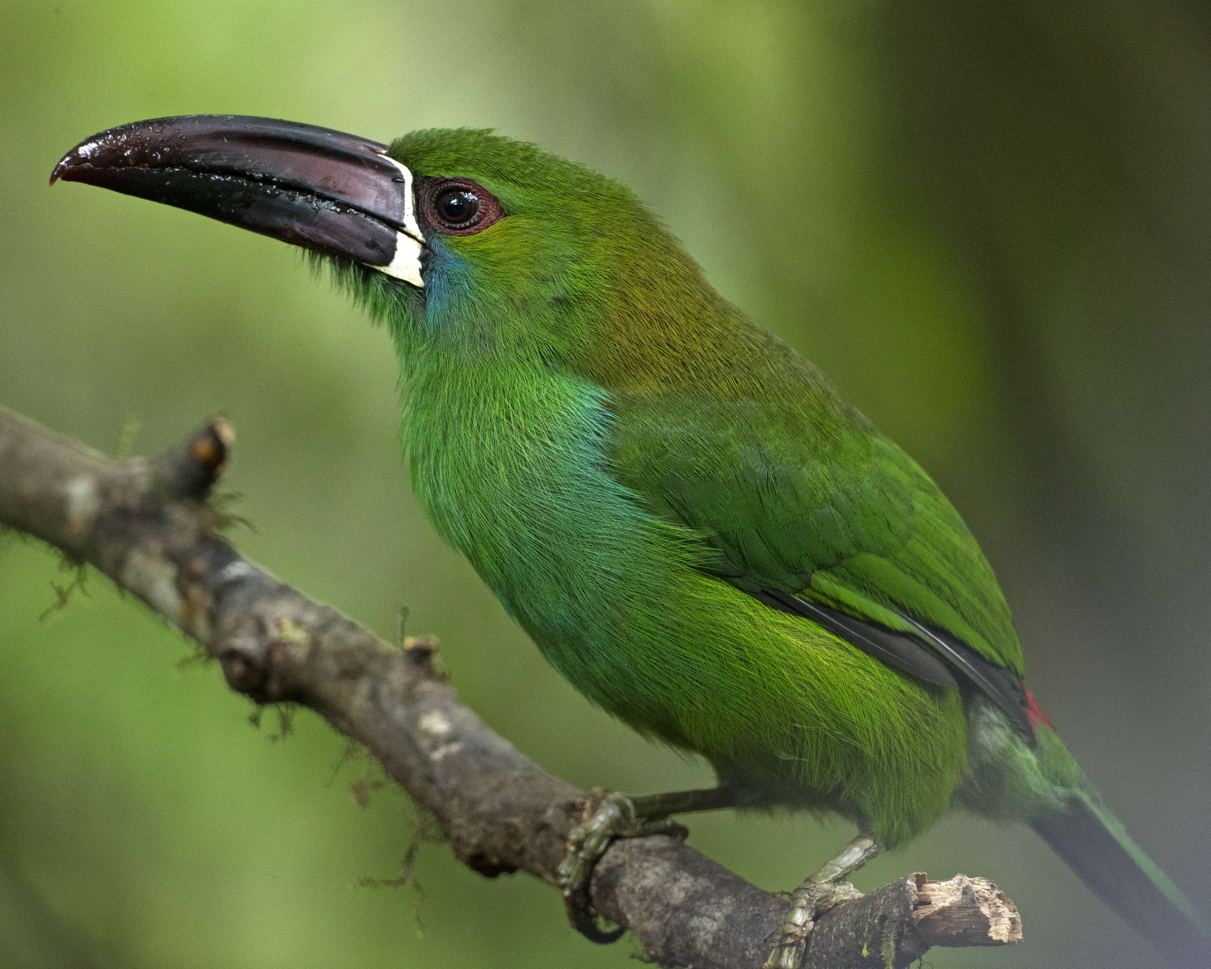 Image of Crimson-rumped Toucanet