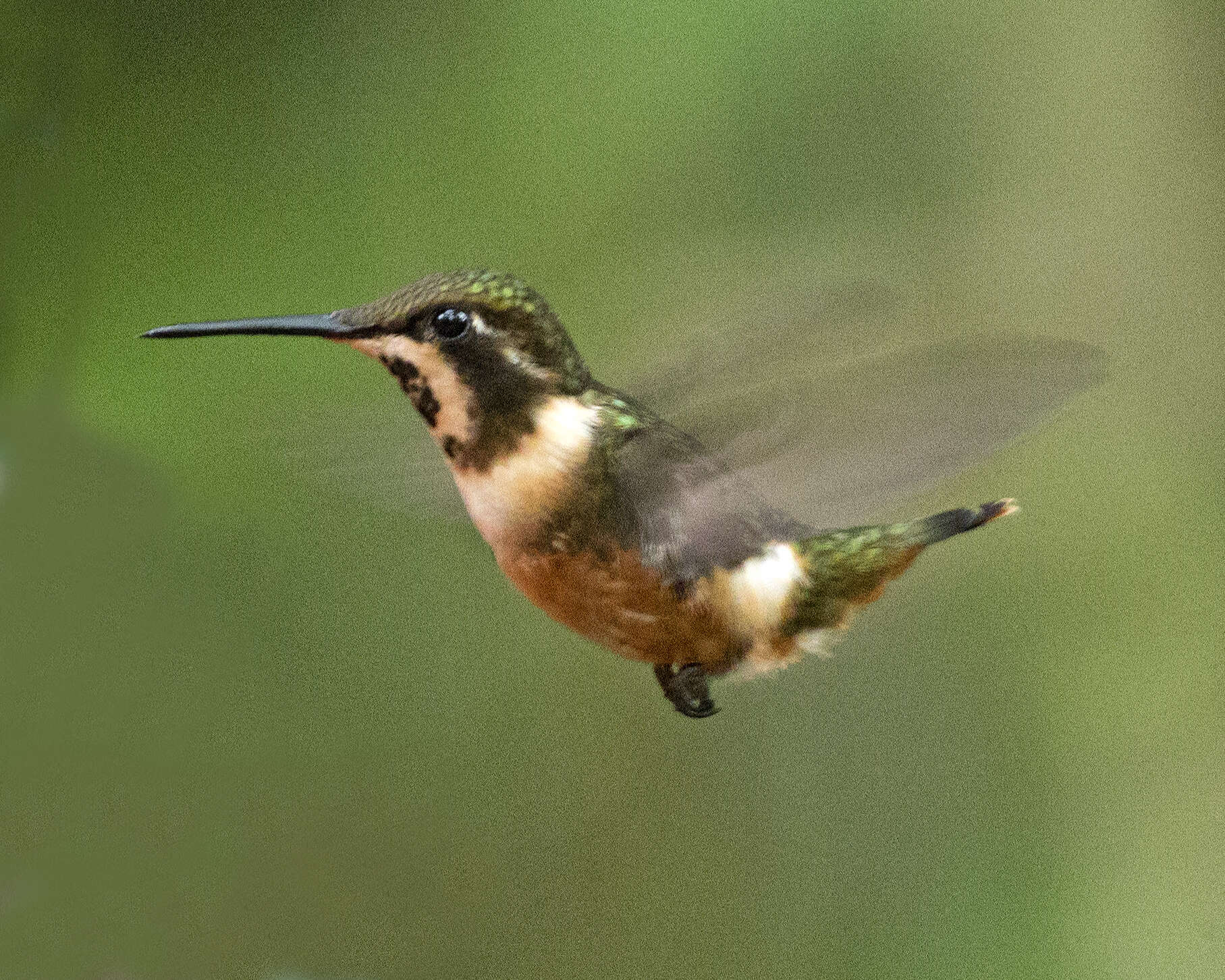 Image of Purple-throated Woodstar