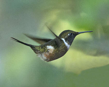 Image of Purple-throated Woodstar