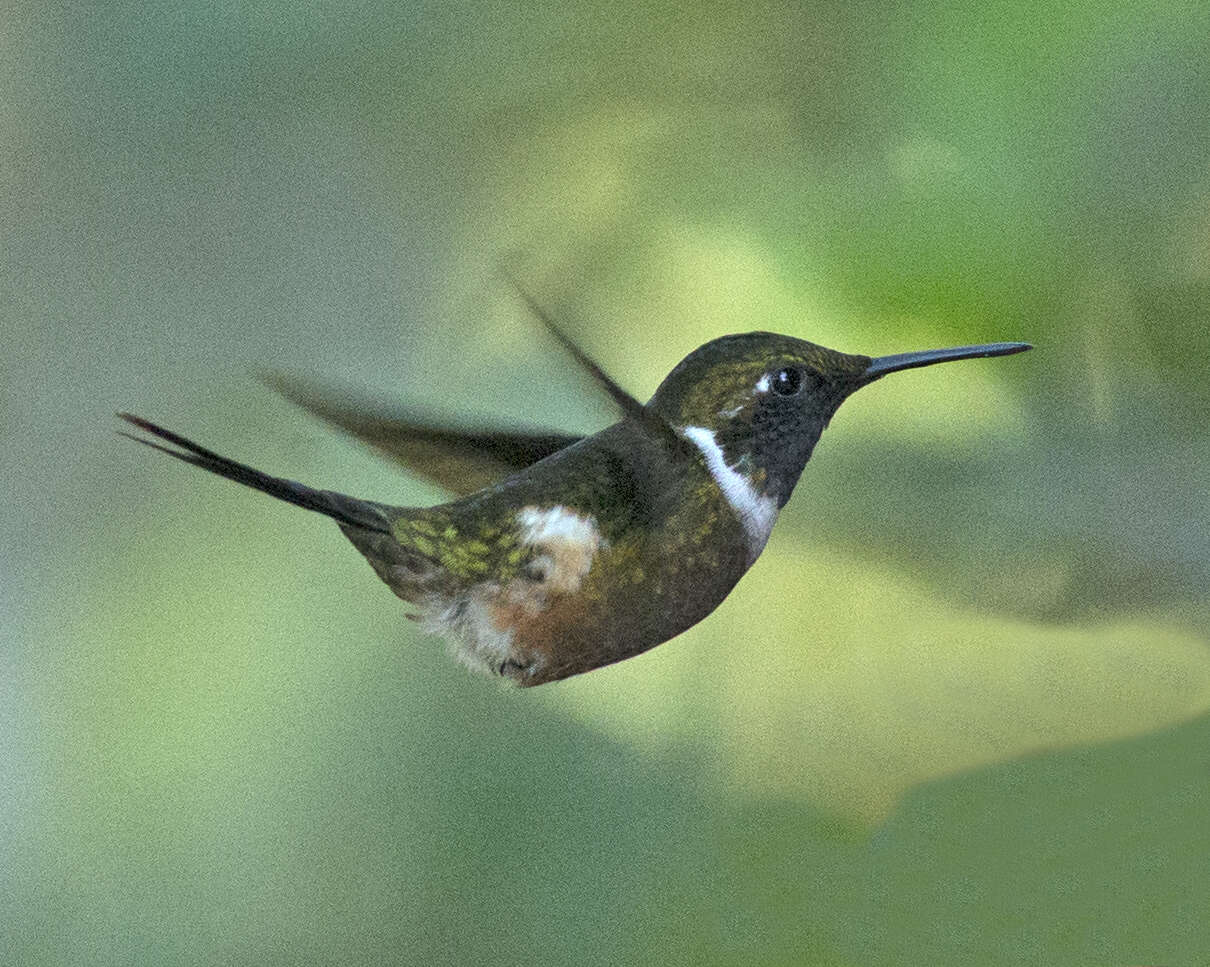 Image of Purple-throated Woodstar