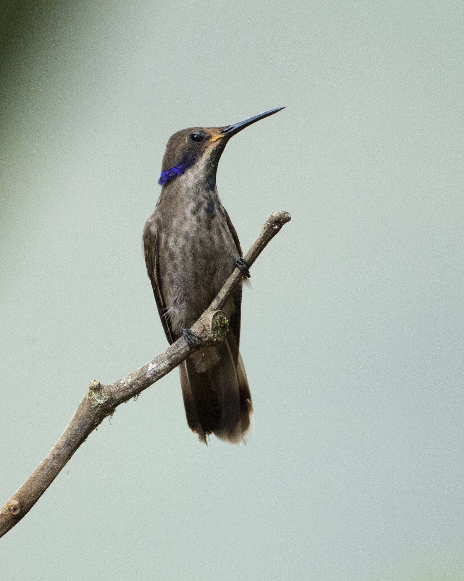 Image of Brown Violet-ear