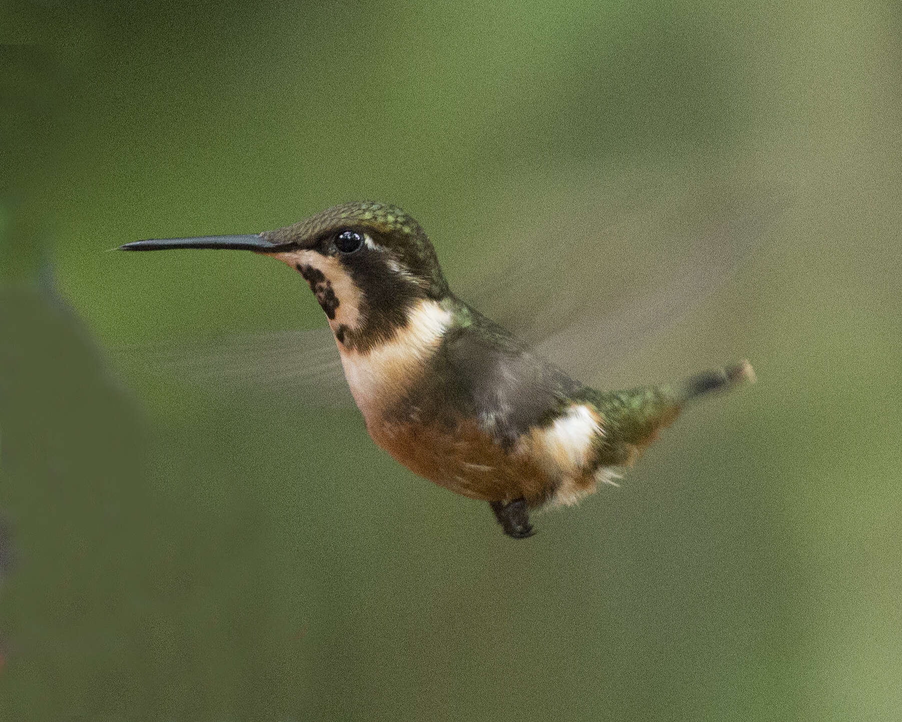 Image of Purple-throated Woodstar