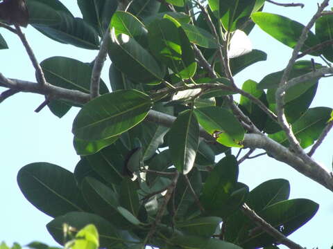 Ficus cotinifolia Kunth的圖片