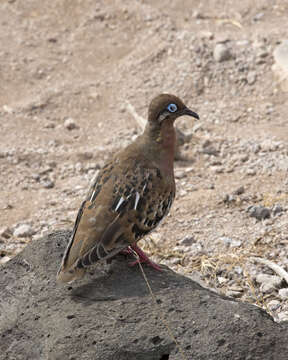 Image of Galapagos Dove