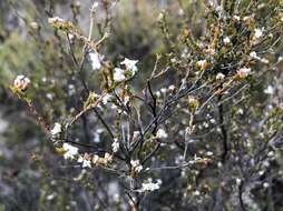 Слика од Leucopogon costatus (F. Muell.) J. Black