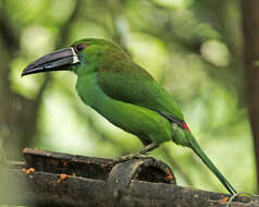 Image of Crimson-rumped Toucanet