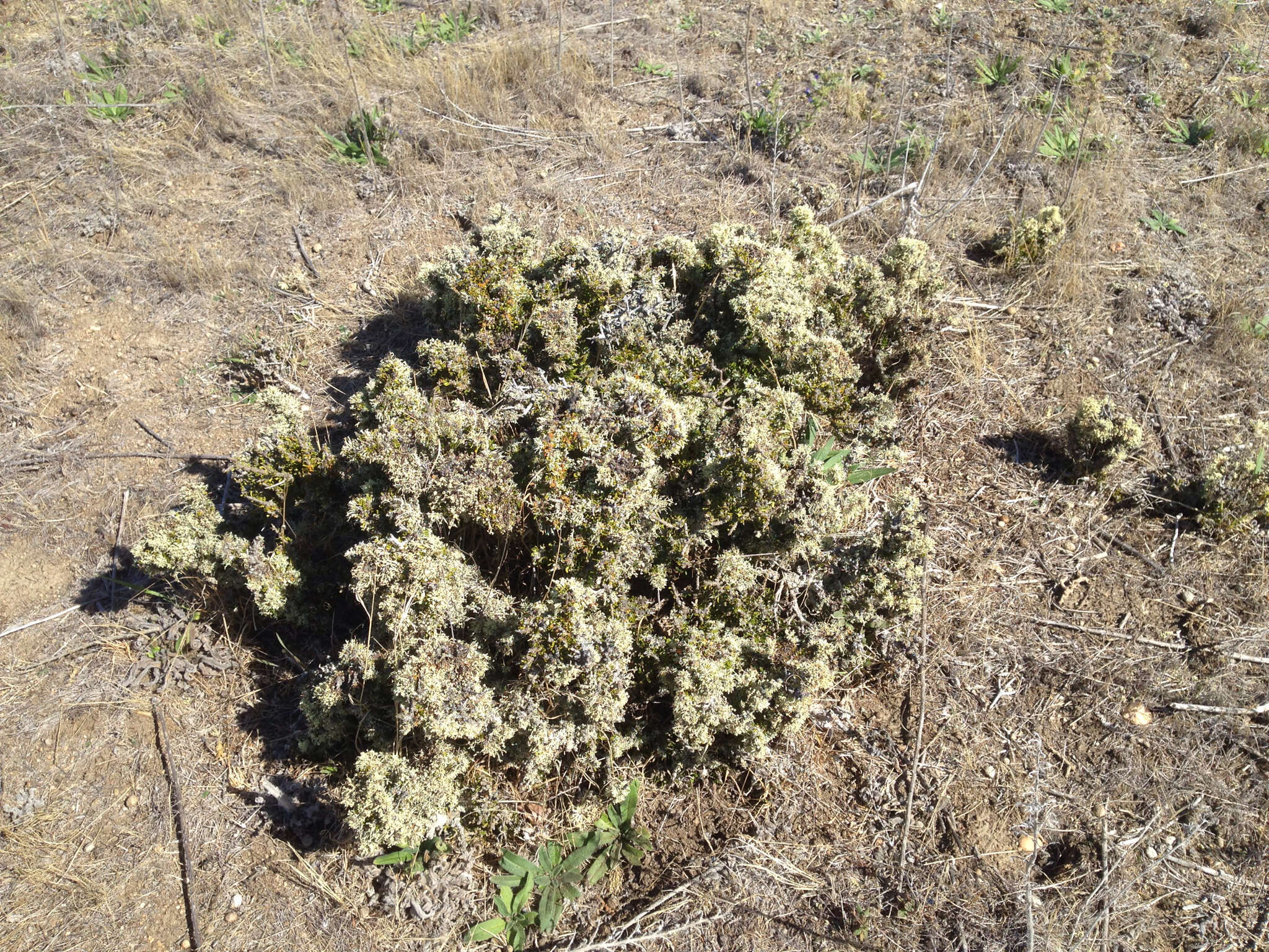 Image of Melicytus alpinus (Kirk) P. J. Garnock-Jones