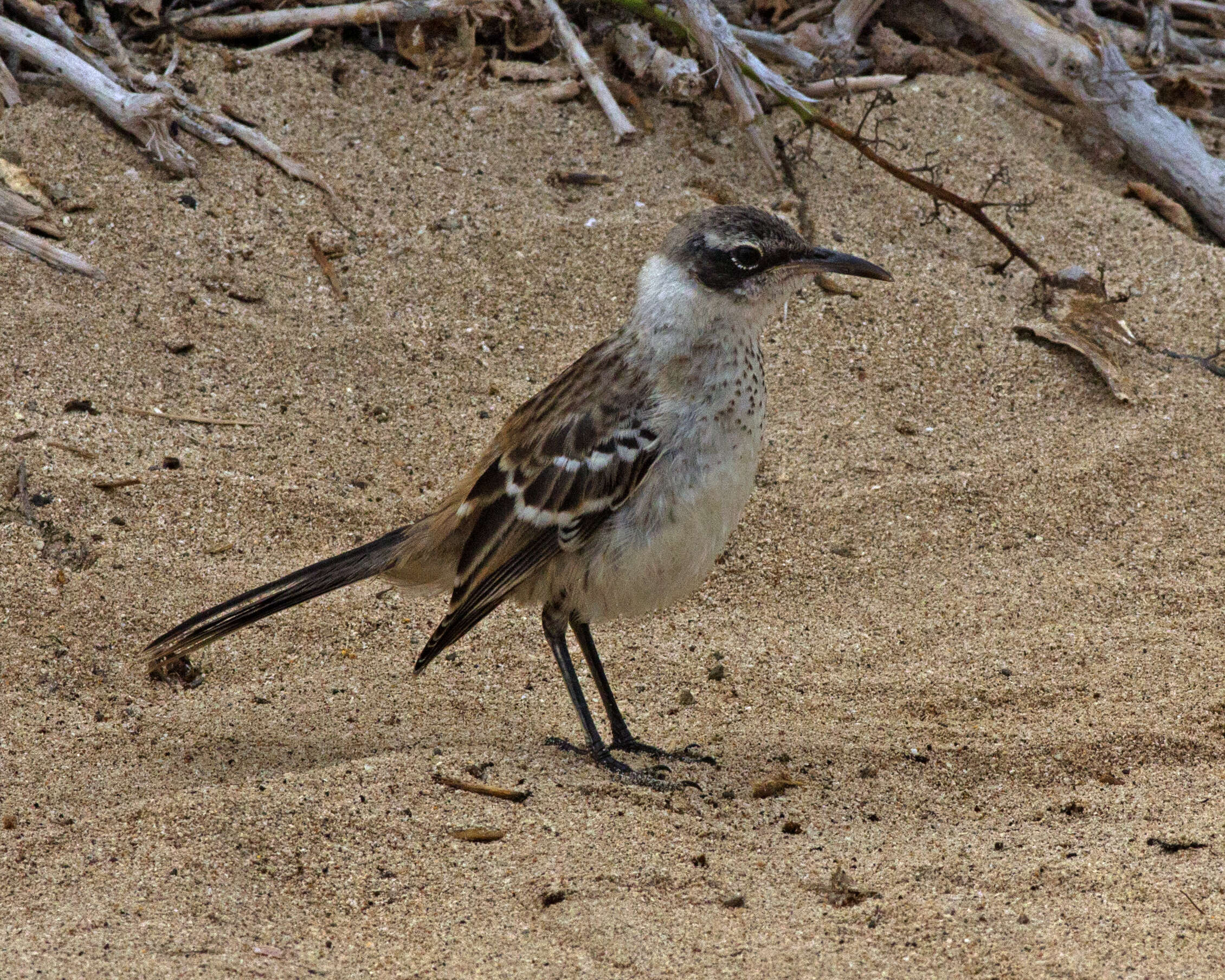 Image of Galapagos Mockingbird