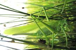 Image of Great green bushcricket