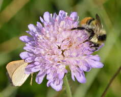 Image of Shrill carder bee