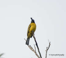 Image of Black-crested Bulbul