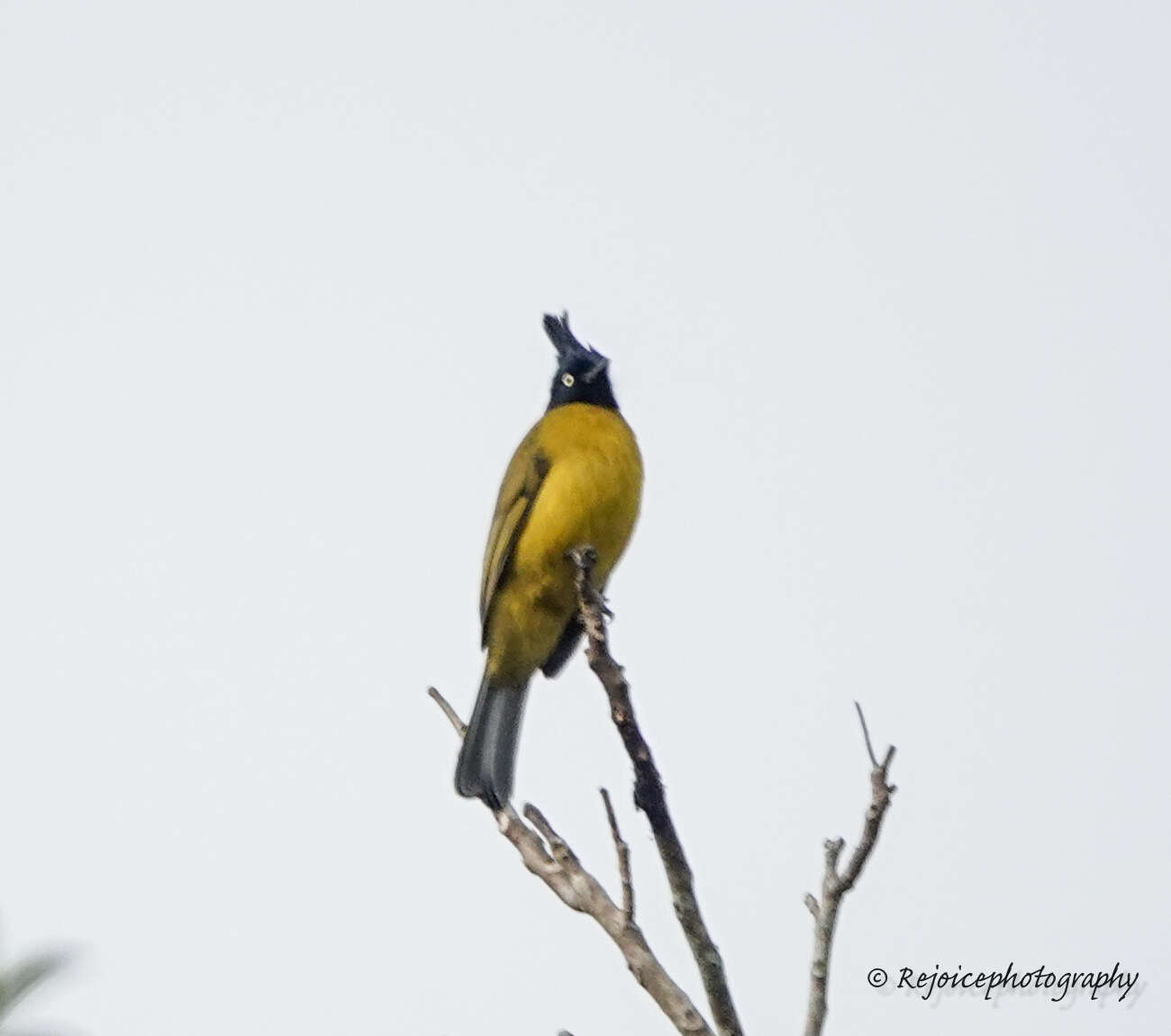 Image of Black-crested Bulbul