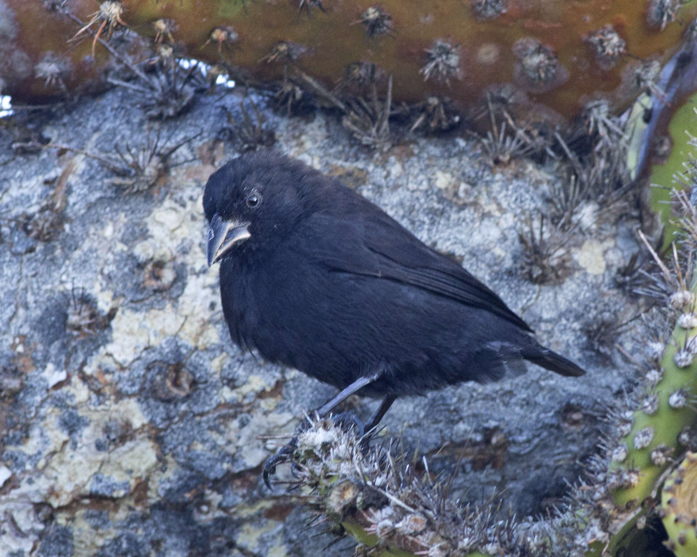 Image of Common Cactus Finch