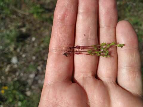 Image of spring speedwell