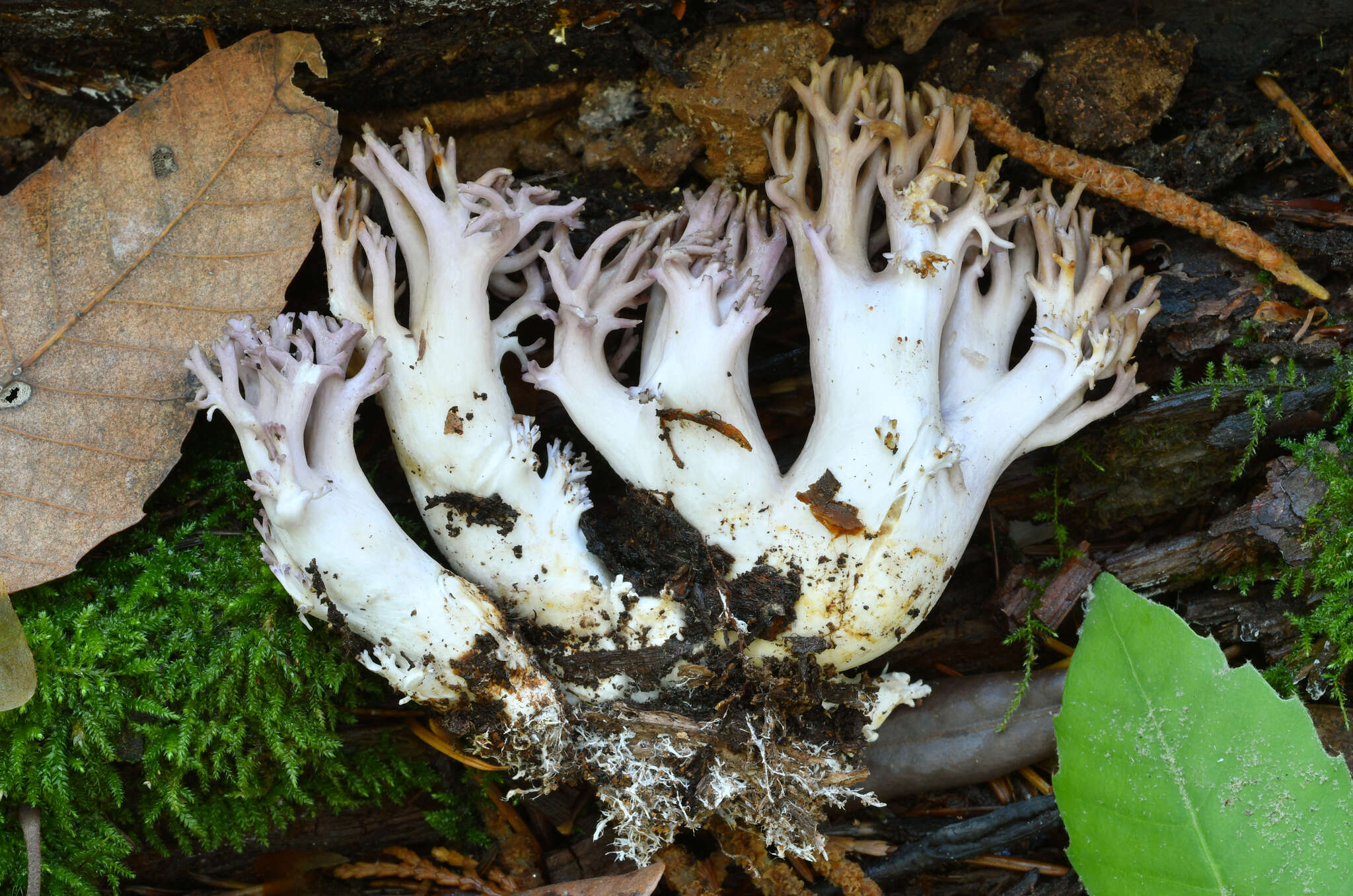 Image of Ramaria violaceibrunnea (Marr & D. E. Stuntz) R. H. Petersen 1986