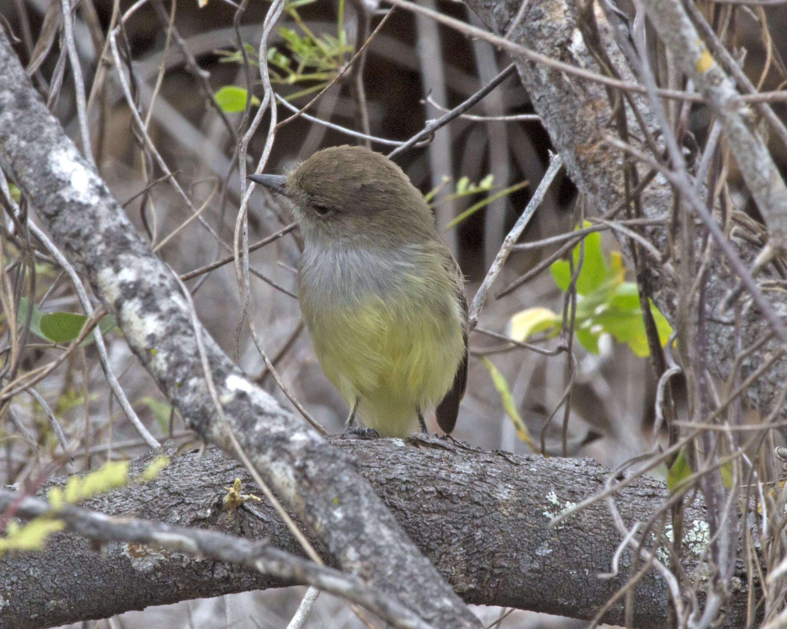 Image of Galapagos Flycatcher