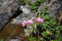 Image of Begonia micranthera Griseb.