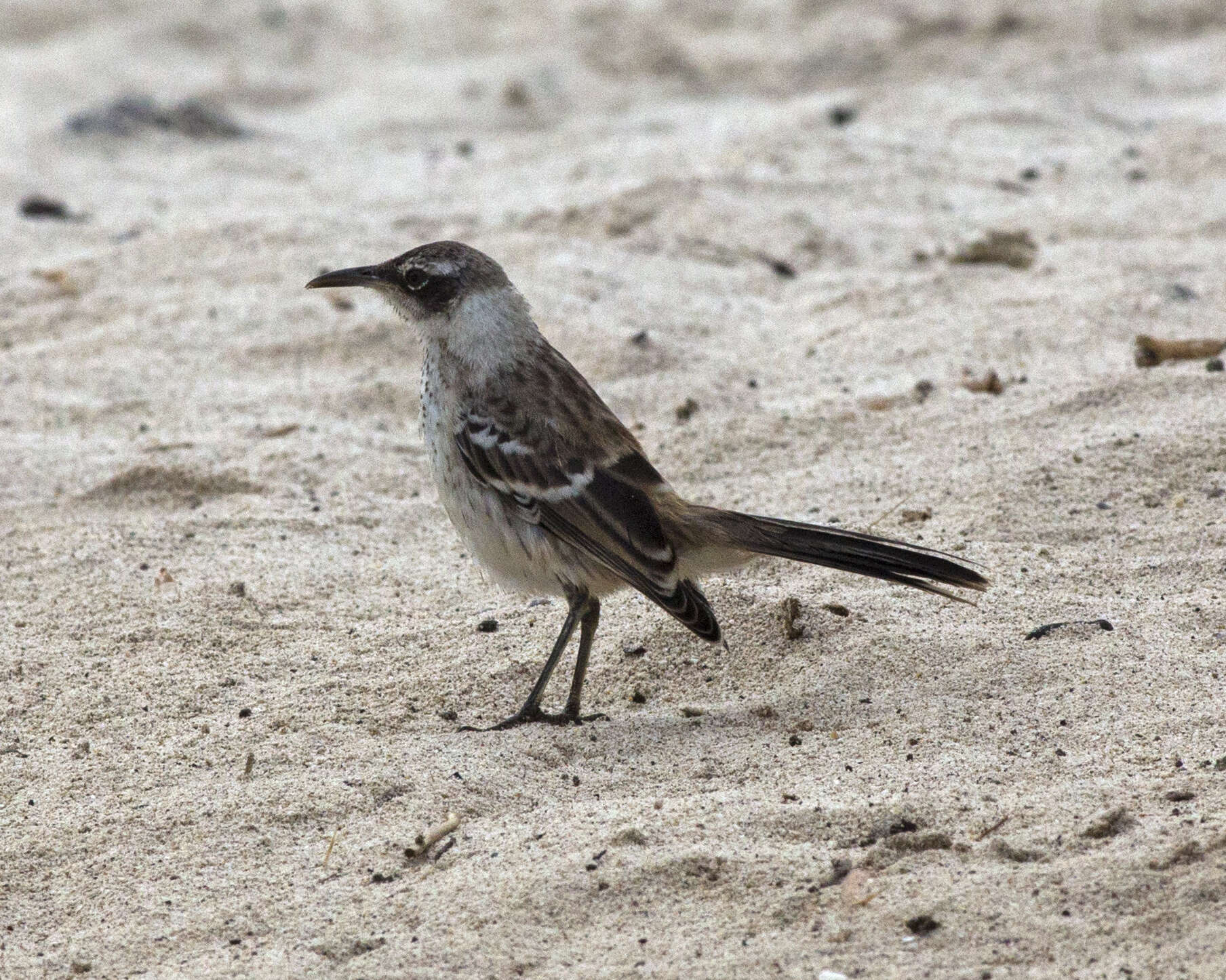 Image of Galapagos Mockingbird