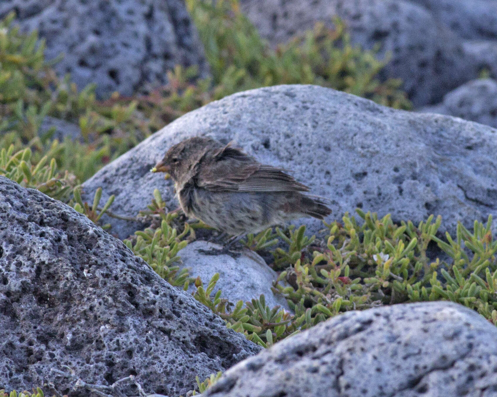 Image of Common Cactus Finch