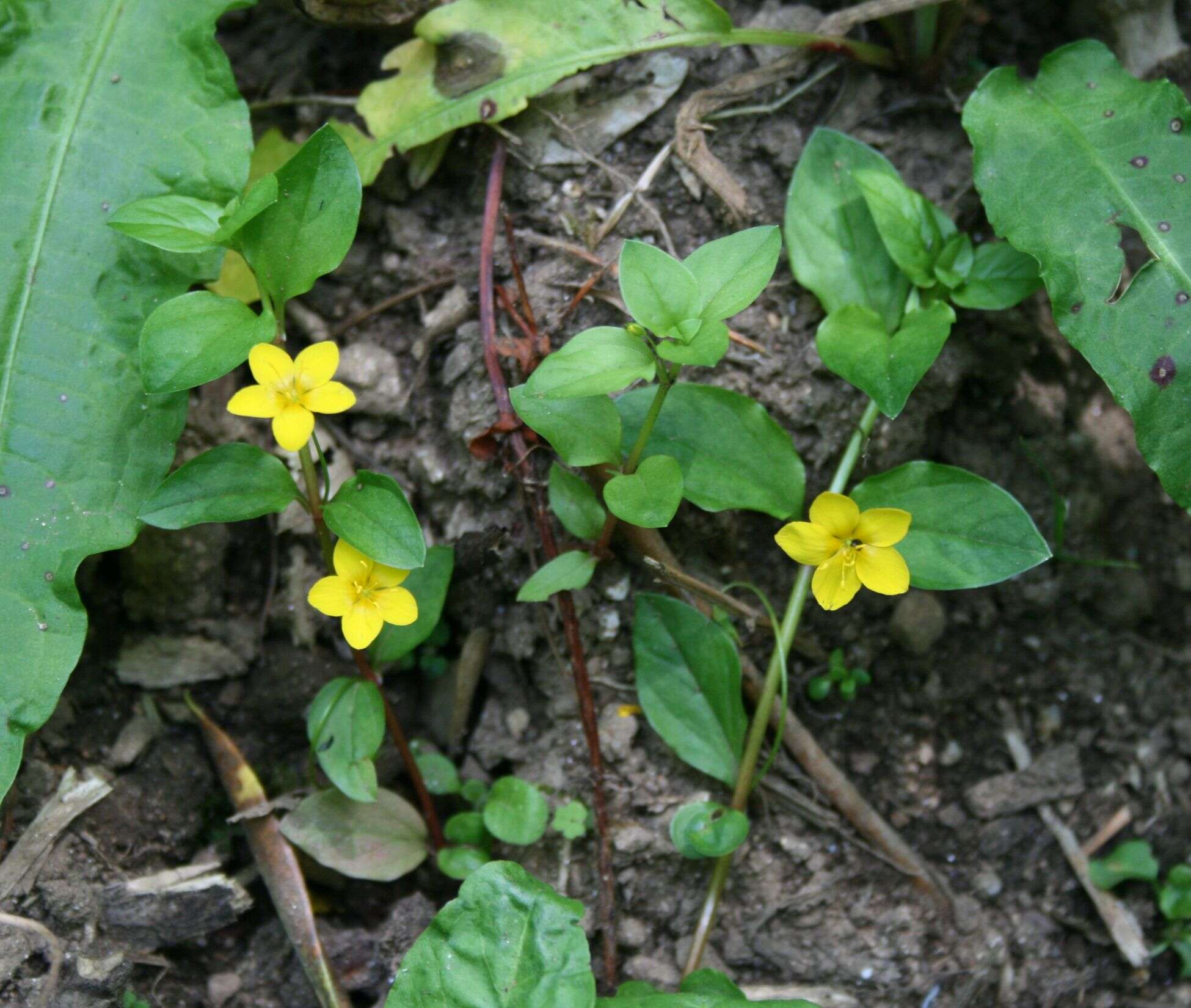 Image of yellow loosestrife