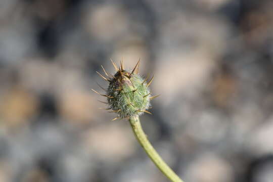 Image of Morocco knapweed