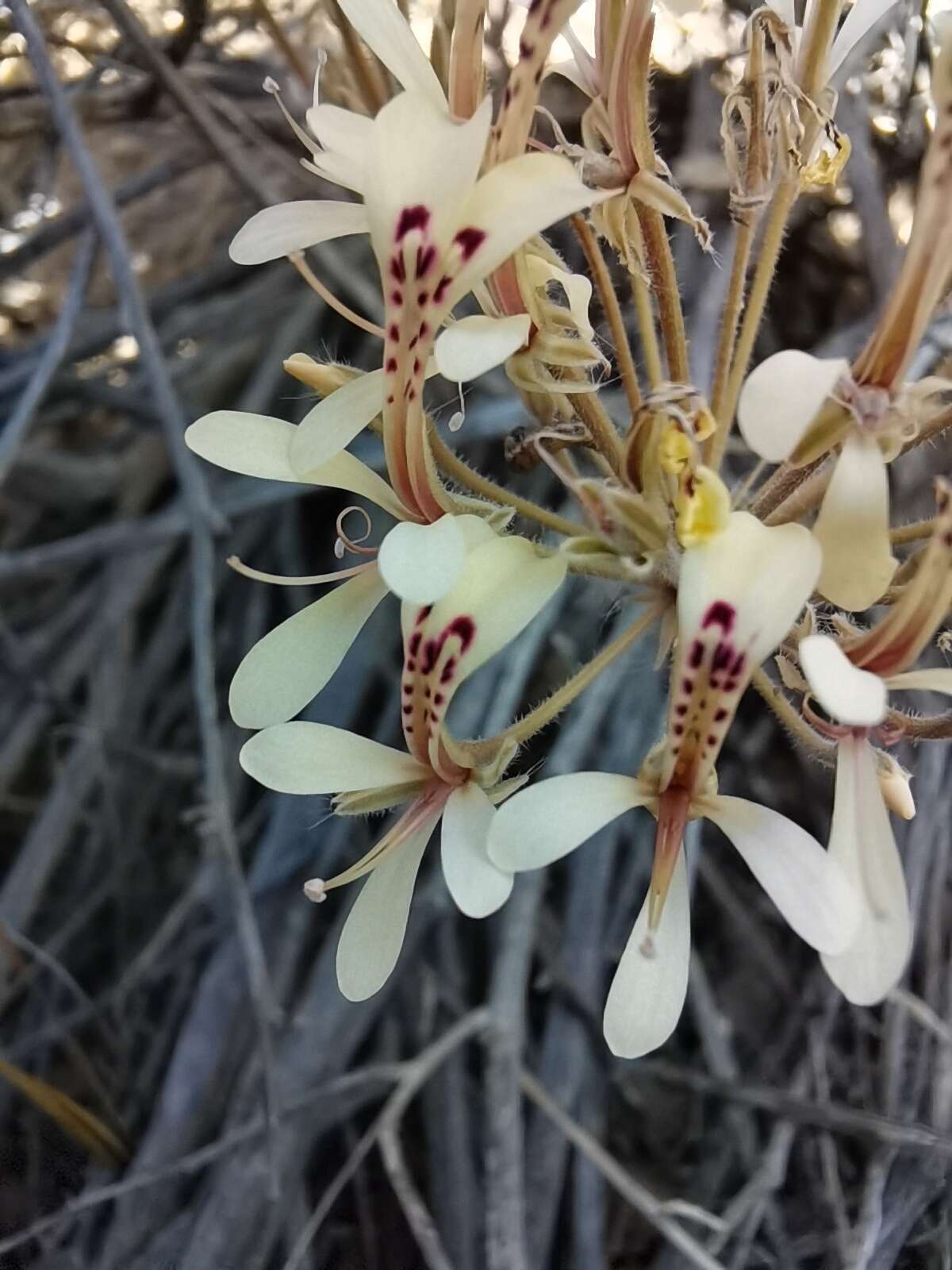 Image of Pelargonium punctatum (Andr.) Willd.