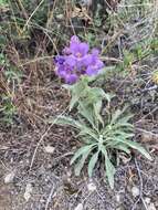 Image of Whited's penstemon