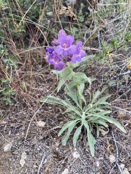 Image de Penstemon eriantherus var. whitedii (Piper) A. Nels.