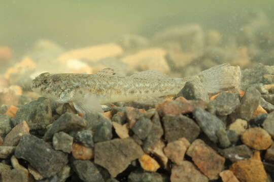 Image of Common Goby