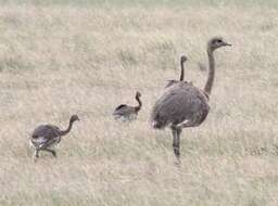 Image of Lesser Rhea