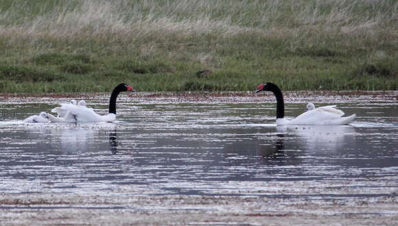 Image of Black-necked Swan