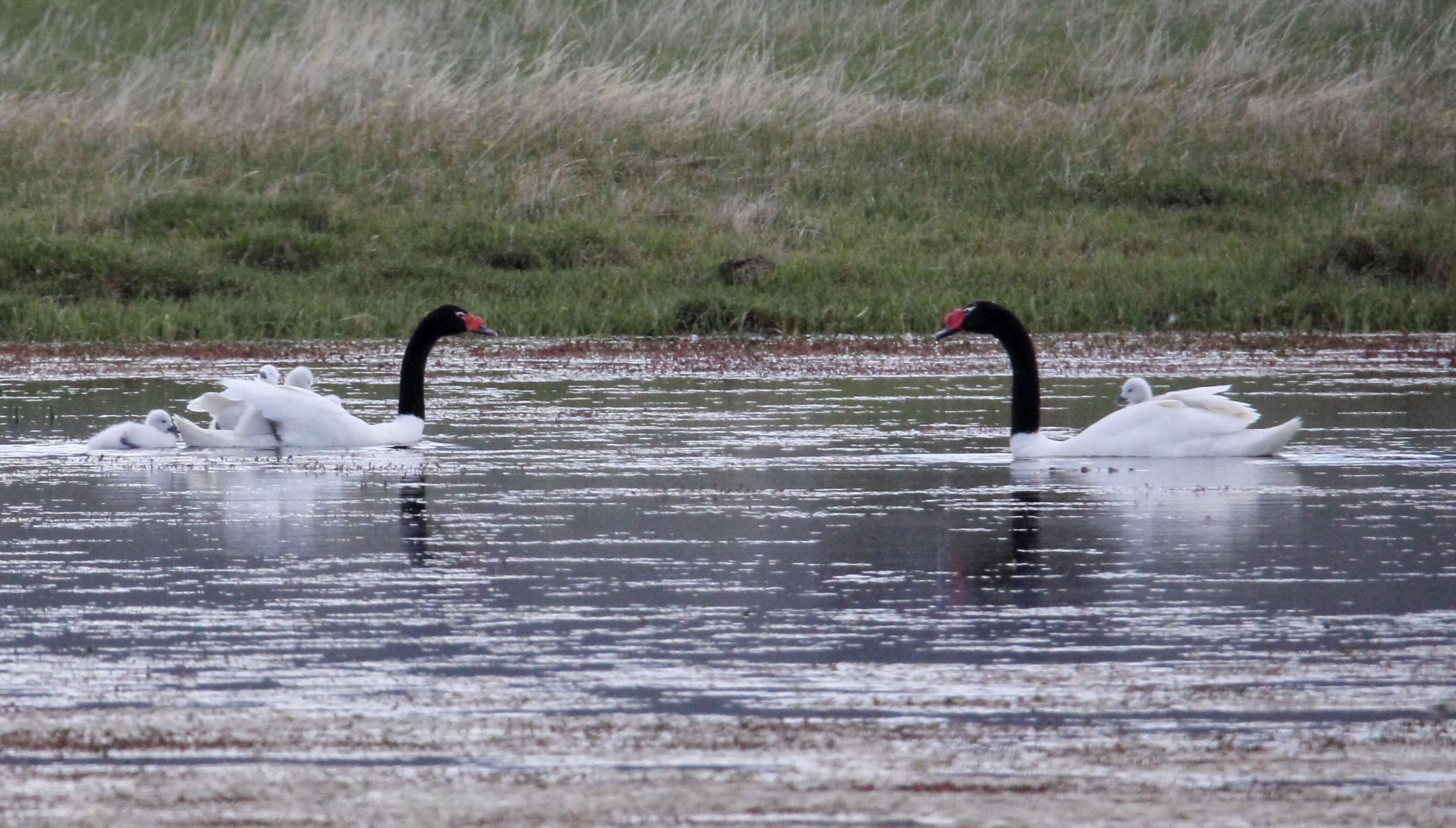 Imagem de Cisne-de-pescoço-preto