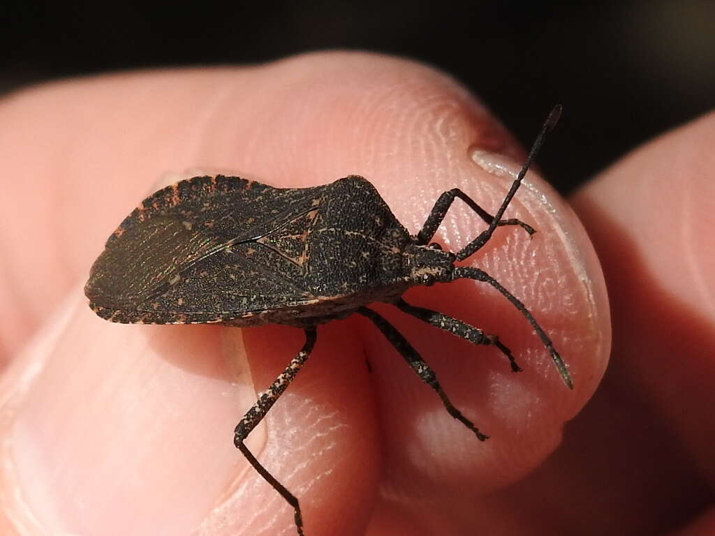 Image of Cimolus obscurus Stål 1870