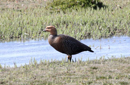 Image of magellan goose, upland goose