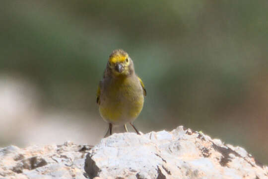 Image of Syrian Serin