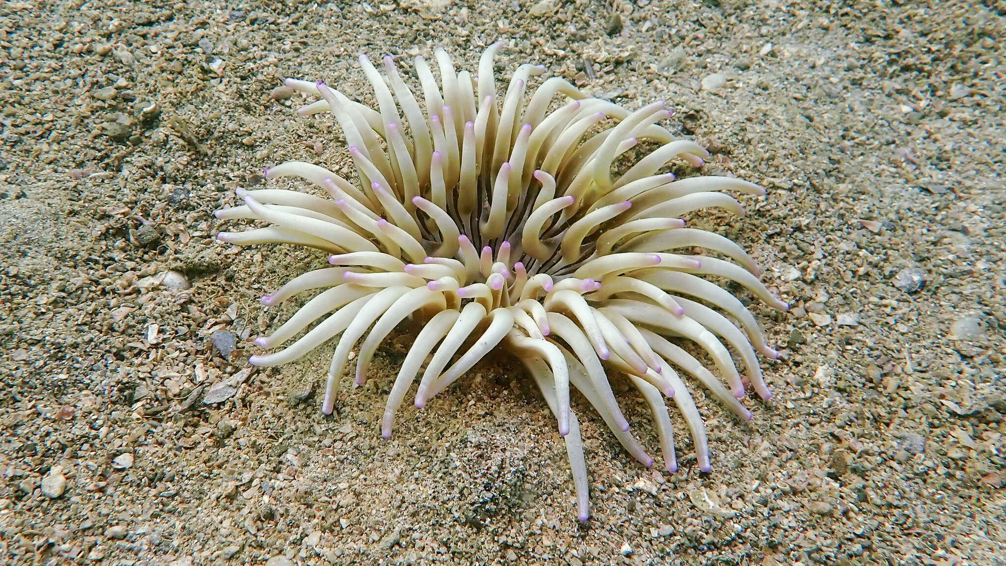 Image of Golden anemone