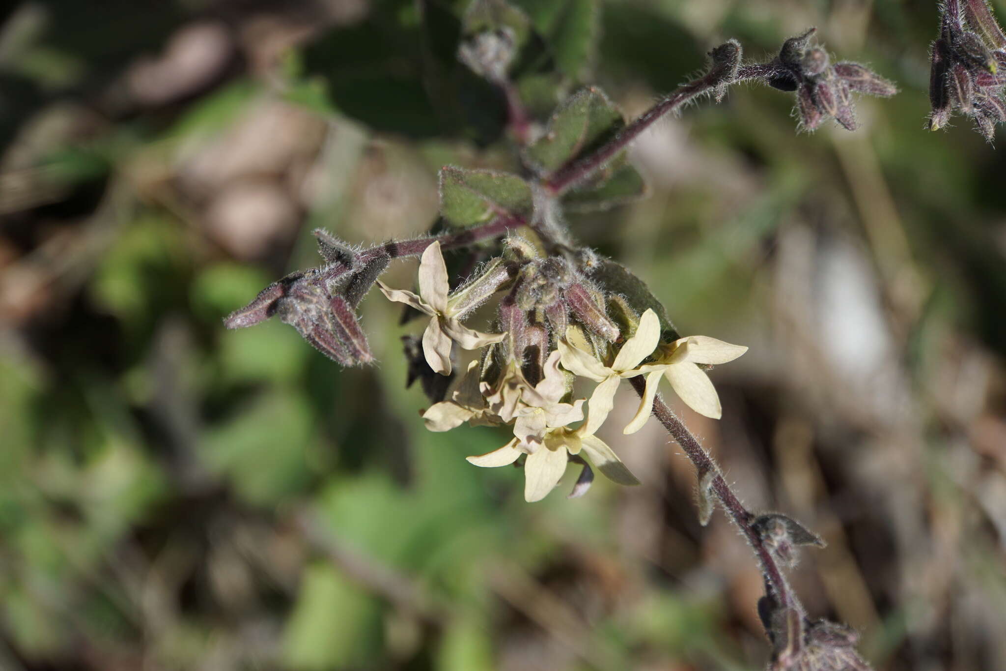 Слика од Hesperis laciniata All.